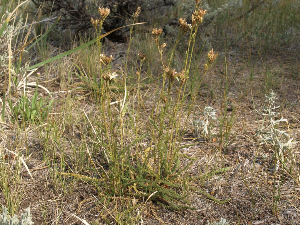 Horkeliella congdonis (Congdon's false horkelia), native California herb