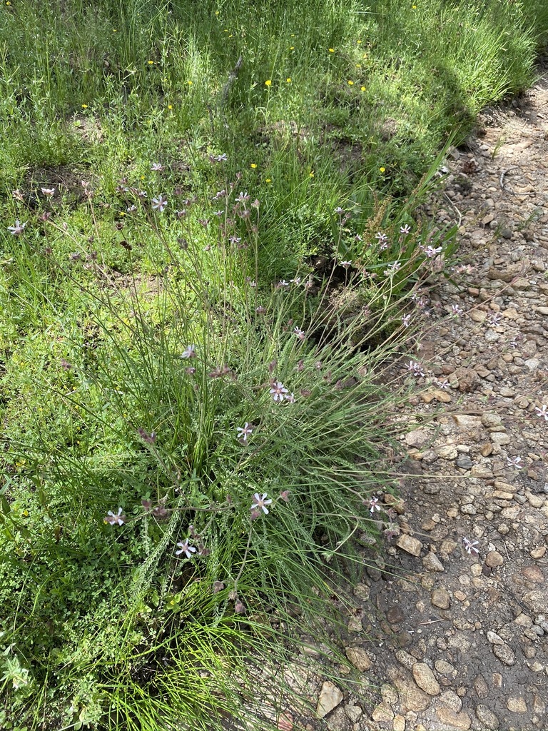 Horkeliella purpurascens (Purple false horkelia), native California herb