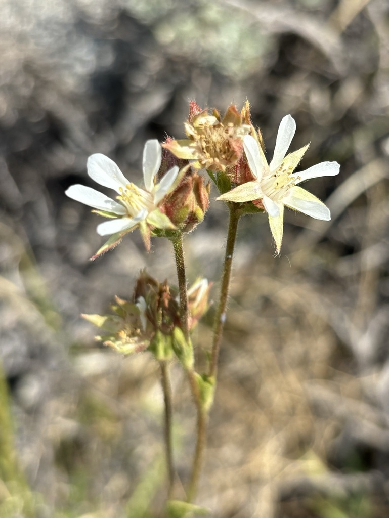 Horkeliella sp., native California perennial