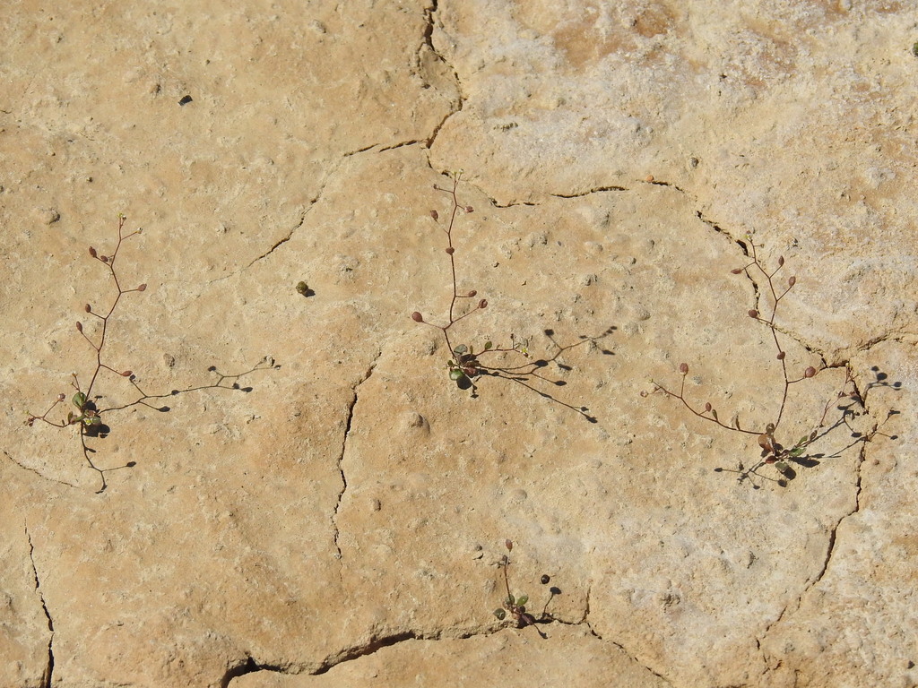 Hornungia procumbens (Prostrate hutchinsia), non-native California herb