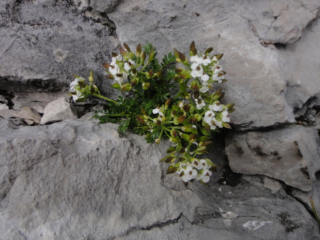 Hornungia sp., non-native California perennial