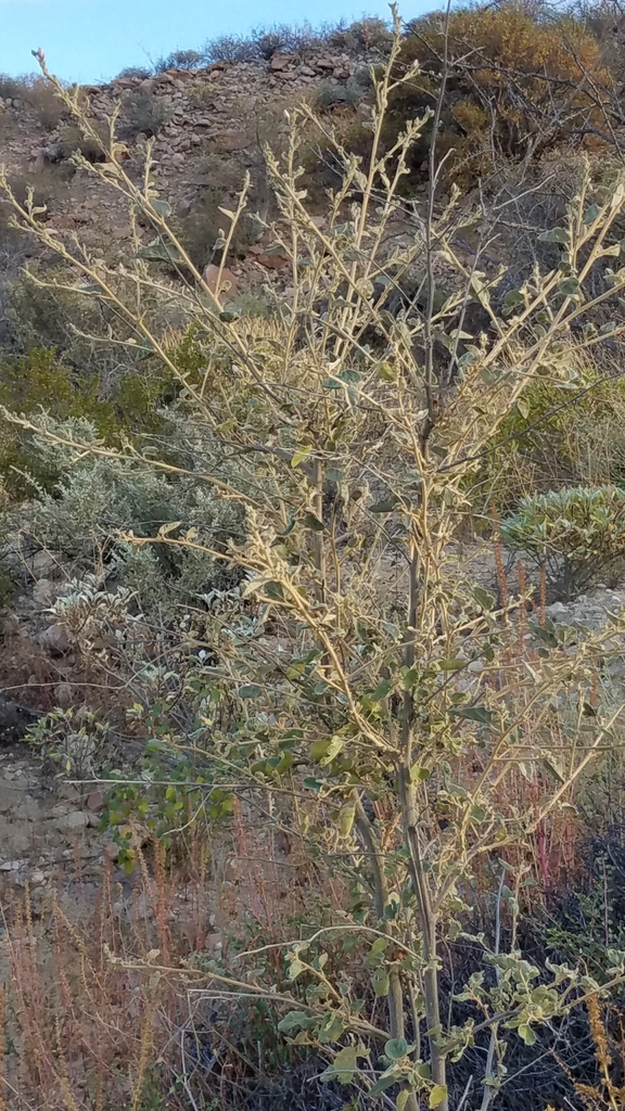 Horsfordia alata (Pink velvet-mallow), native California shrub