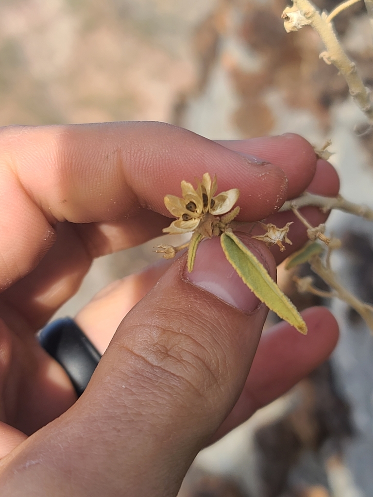 Horsfordia newberryi (Newberry's velvet-mallow), native California shrub