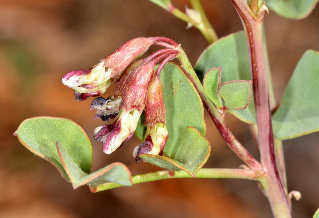 Hosackia crassifolia — parent species of Hosackia crassifolia var. otayensis