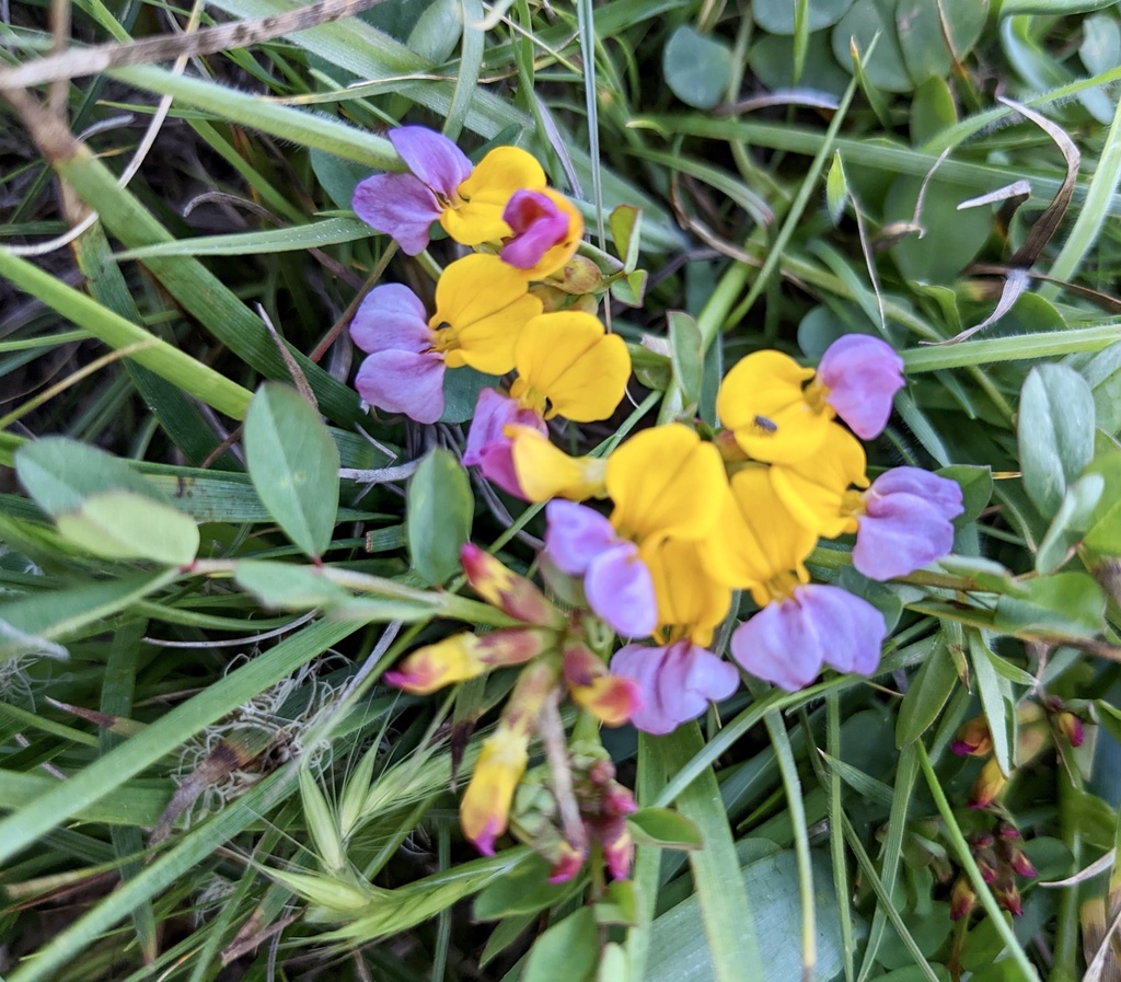 Hosackia gracilis (Harlequin lotus), native California herb