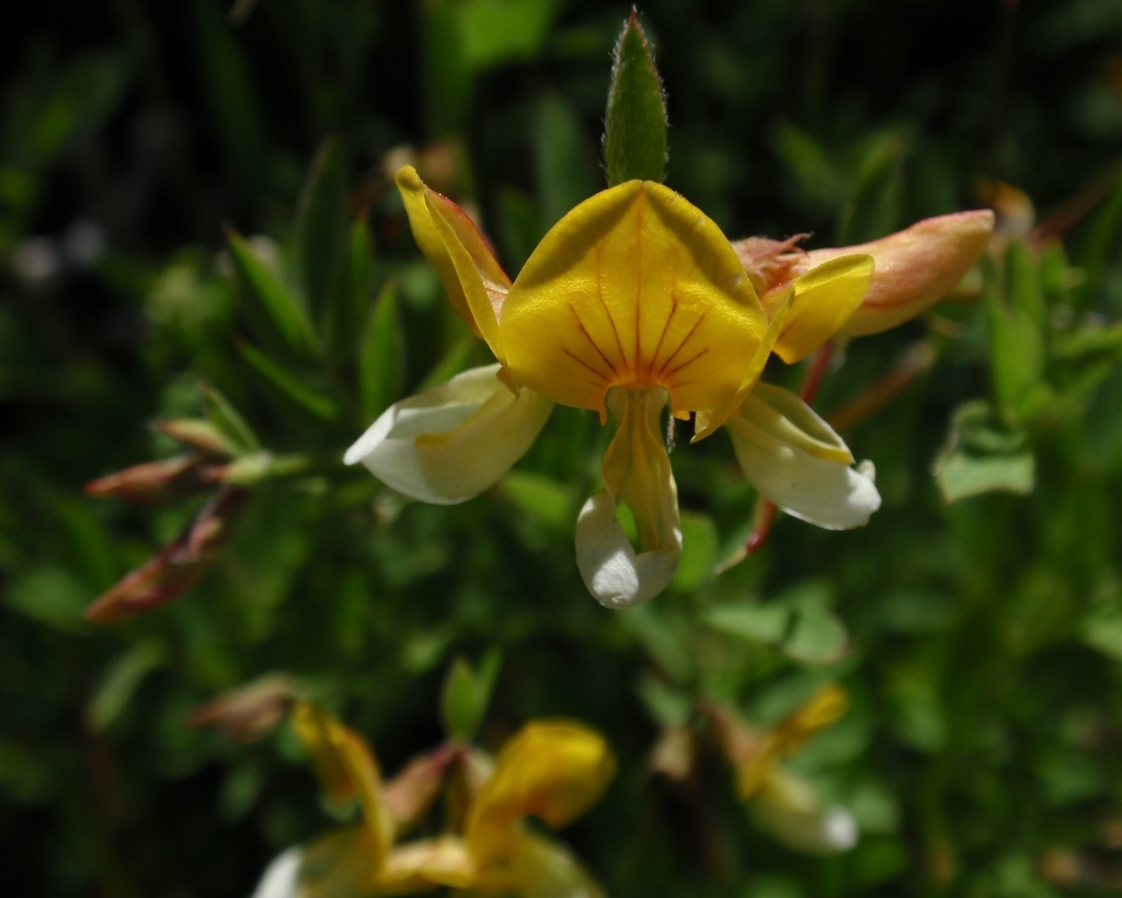 Hosackia oblongifolia var. oblongifolia (Narrow leaved lotus), native California herb