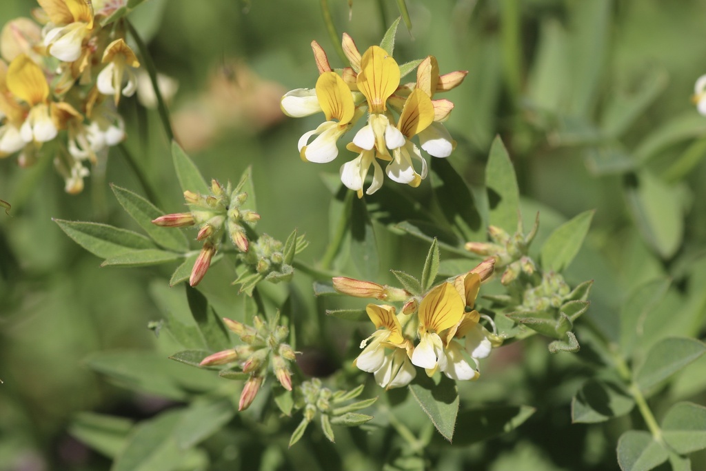 Hosackia oblongifolia (Narrow leaved lotus), native California perennial