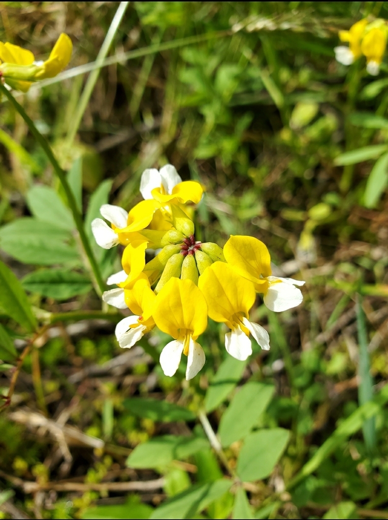 Hosackia pinnata (Pinnate lotus), native California herb