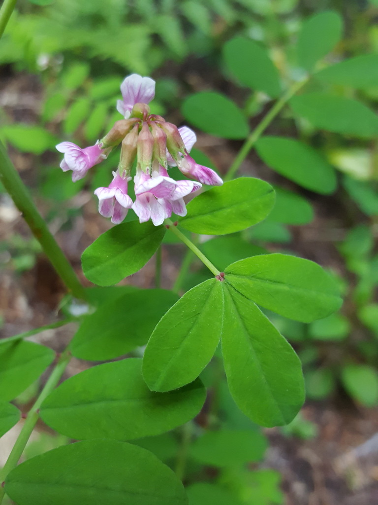 Hosackia rosea (Rose flowered lotus), native California herb
