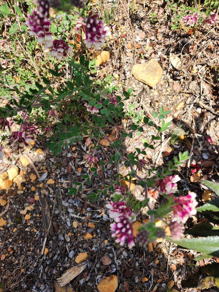 Hosackia stipularis var. ottleyi (Ottley's stipulate lotus), native California herb
