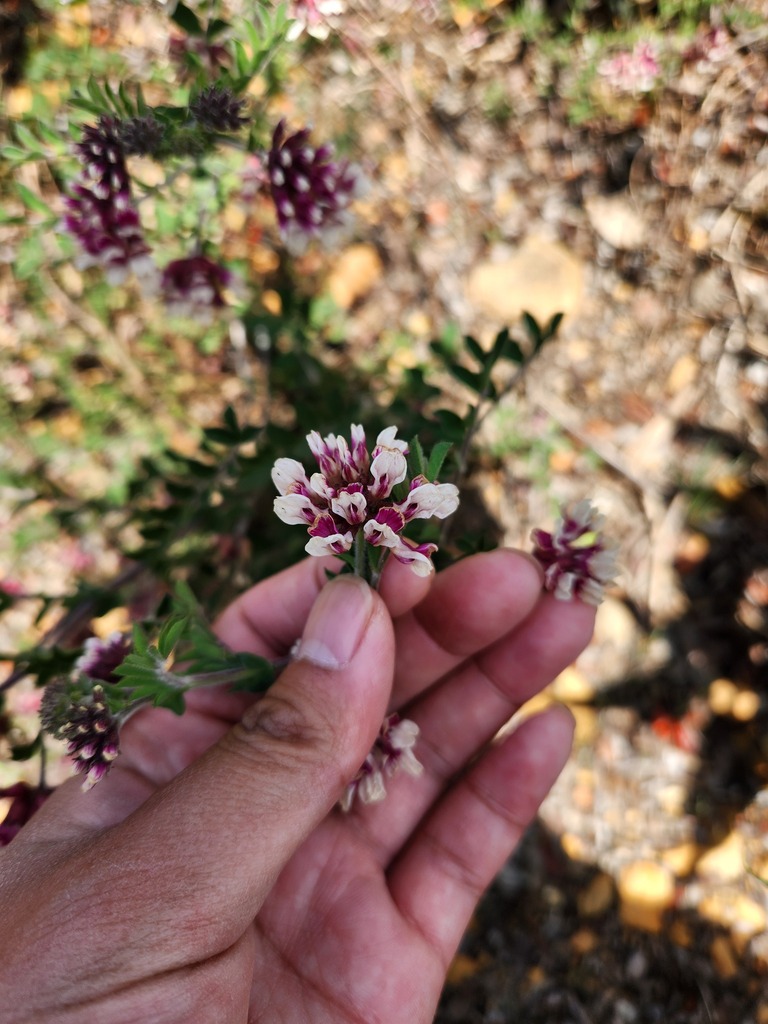 Hosackia stipularis (Stipulate lotus), native California perennial
