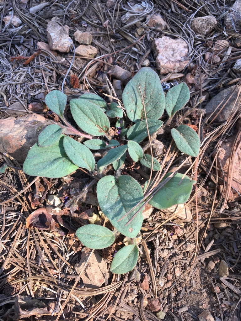 Howellanthus dalesianus (Scott Mountain howellanthus), native California herb