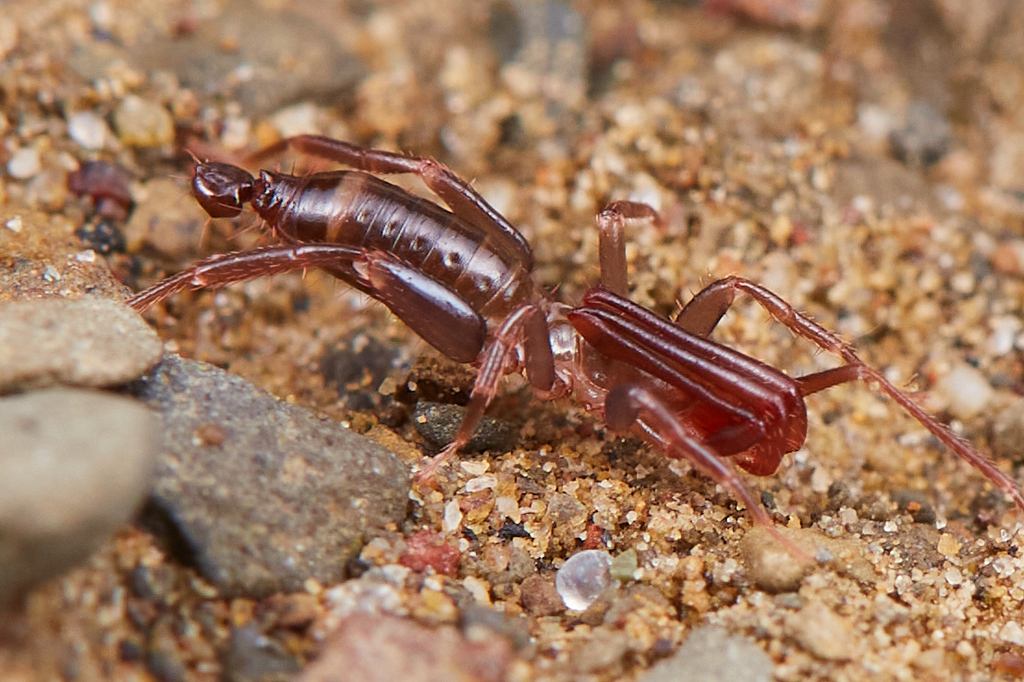 Hubbardia idria (Idria Short-tailed Whipscorpion), California species