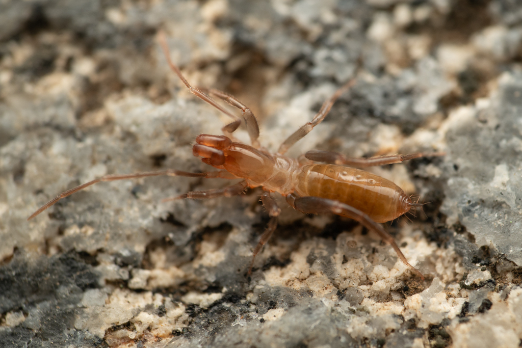Hubbardia secoensis (Arroyo Seco Short- Tailed Whipscorpion), California species