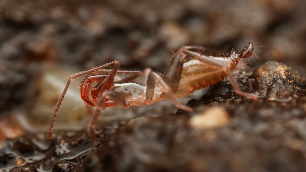 Hubbardia shoshonensis (Shoshone Cave Whip-scorpion), California species