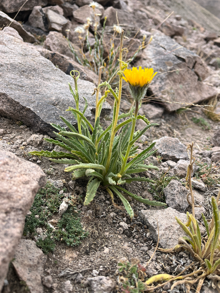 Hulsea algida (High mountain hulsea), native California herb