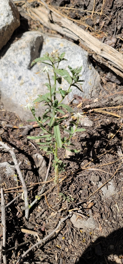 Hulsea brevifolia (Shortleaved hulsea), native California herb