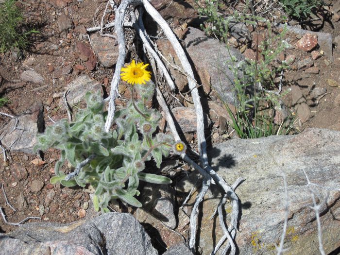 Hulsea californica (San diego sunflower), native California herb