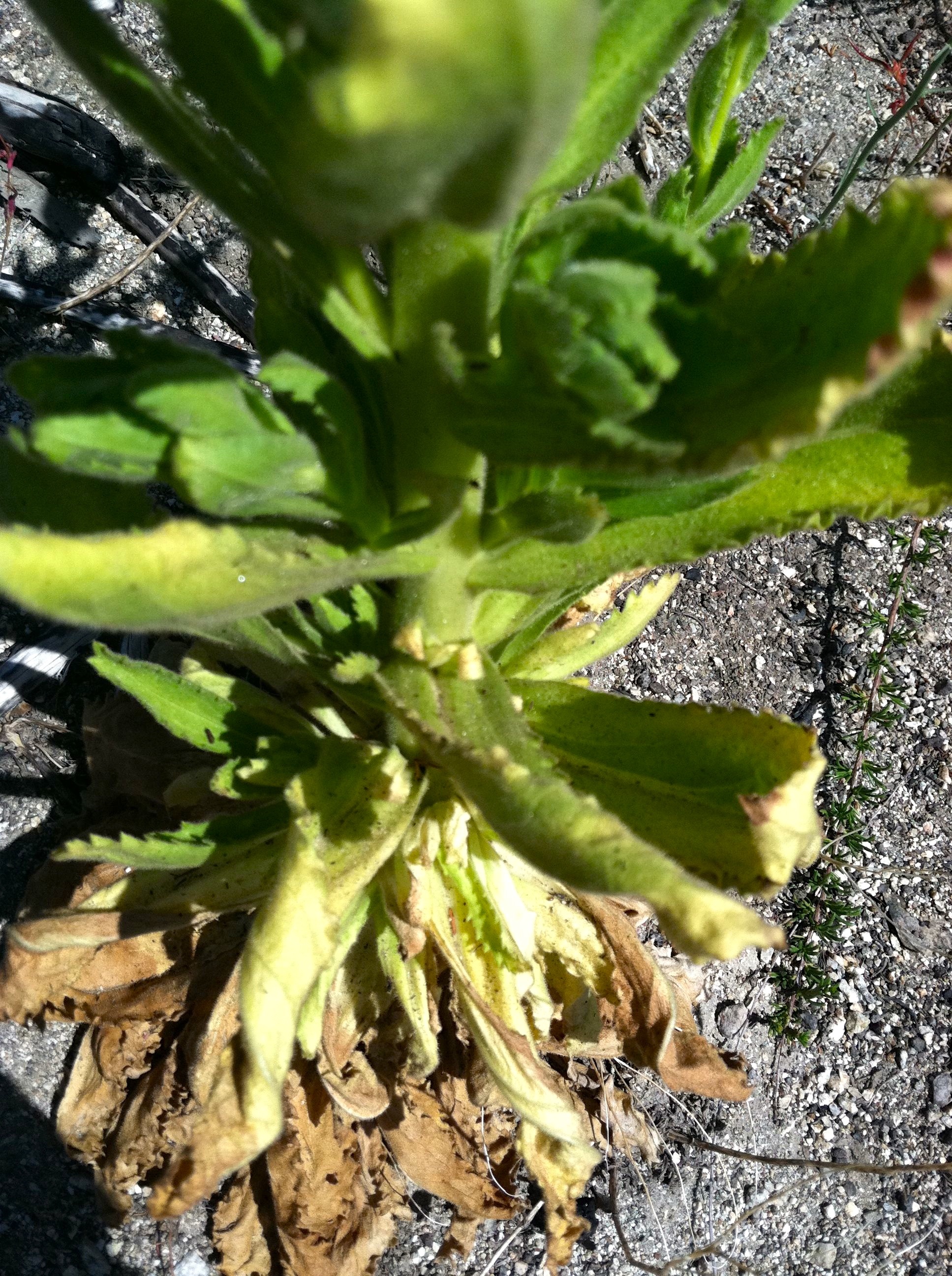 Hulsea heterochroma (Red rayed hulsea), native California herb