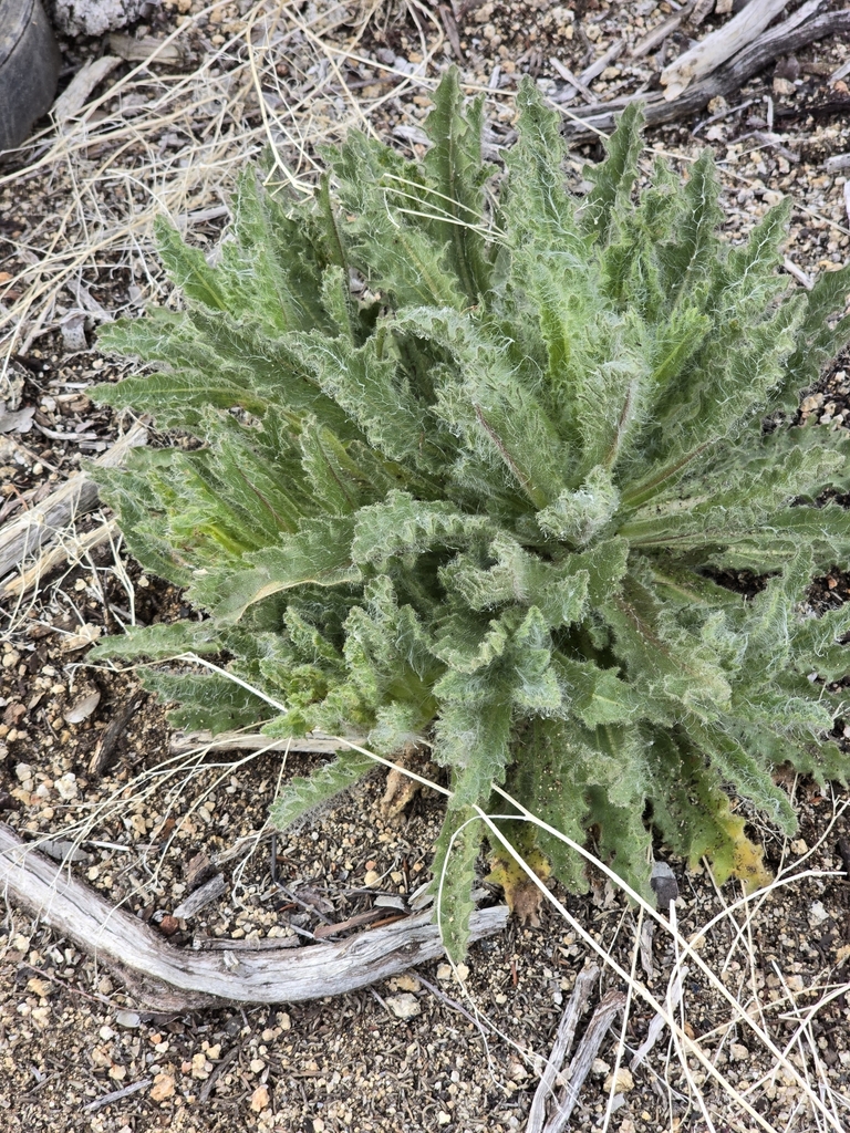 Hulsea mexicana (Mexican hulsea), native California herb