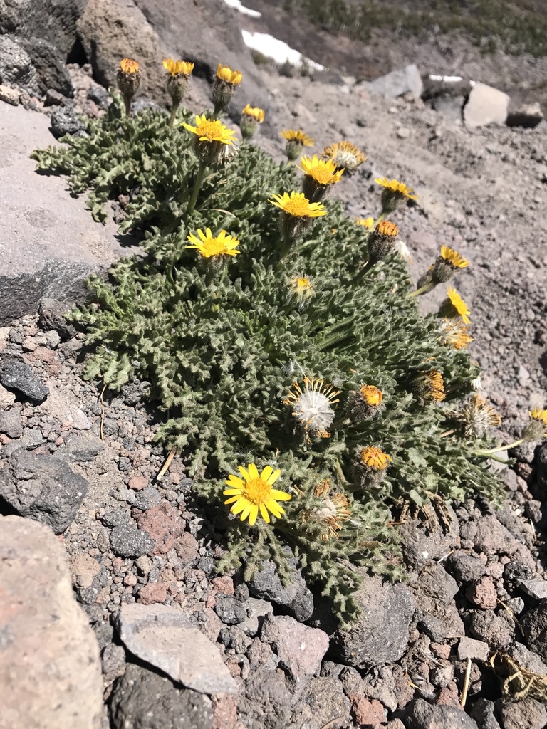 Hulsea nana (Little hulsea), native California herb