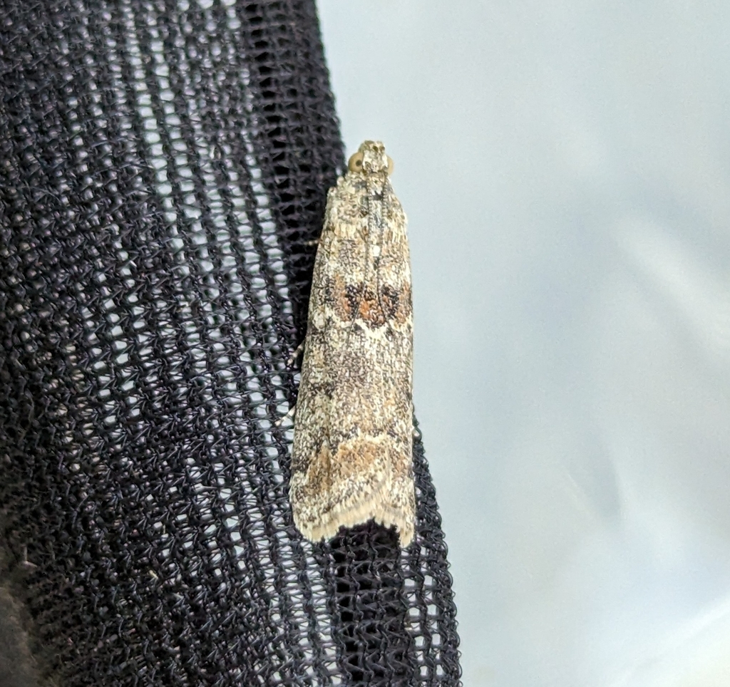 Hulstia undulatella (Sugarbeet Crown Borer Moth), California species