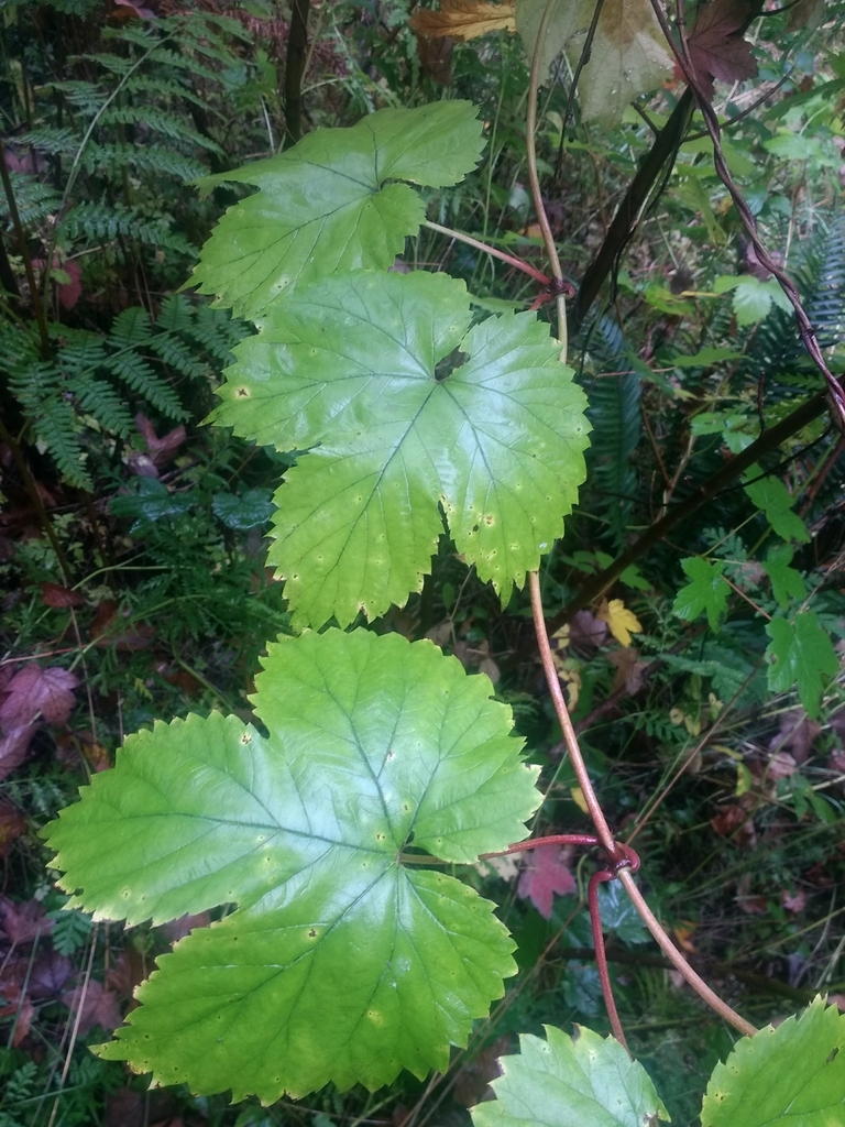 Humulus sp. (Hop), non-native California perennial