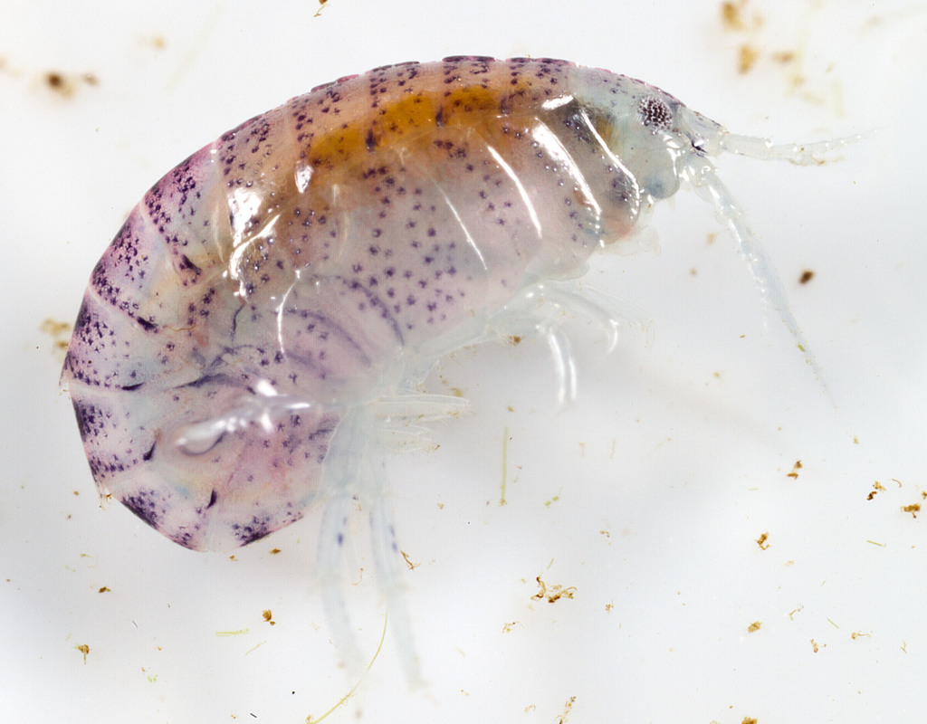 Hyalella muerta (Texas Spring Amphipod), California species
