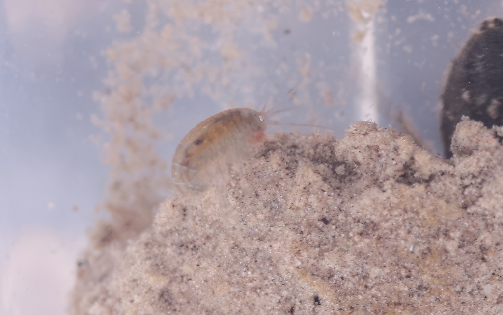 Hyalella sandra (Death Valley Amphipod), California species