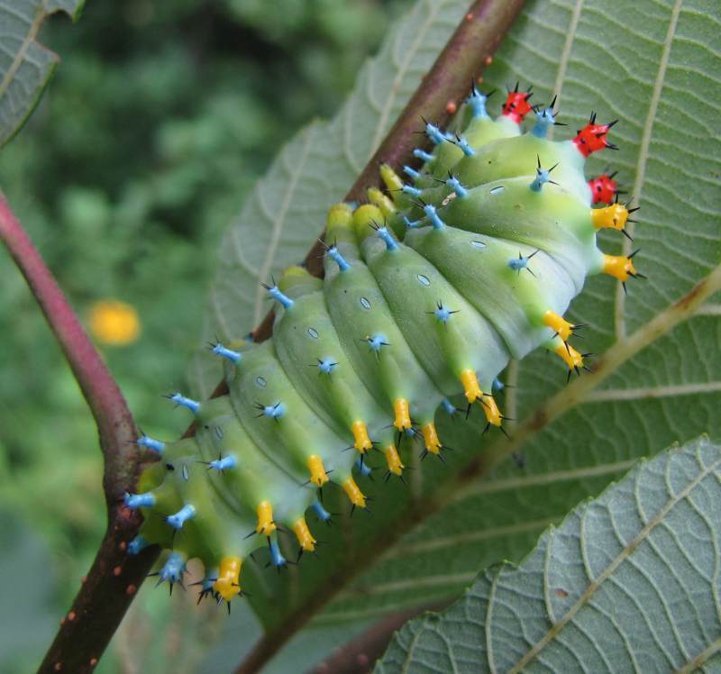 Hyalophora cecropia (Cecropia silkmoth), California species