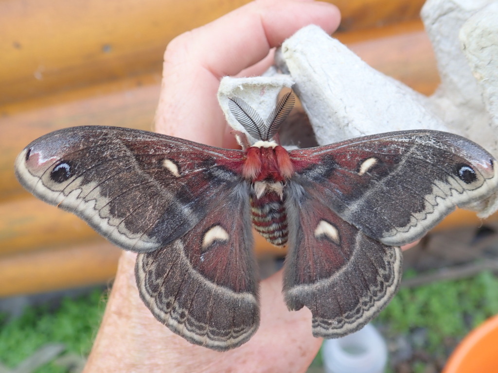 Hyalophora columbia (Columbia silkmoth), California species