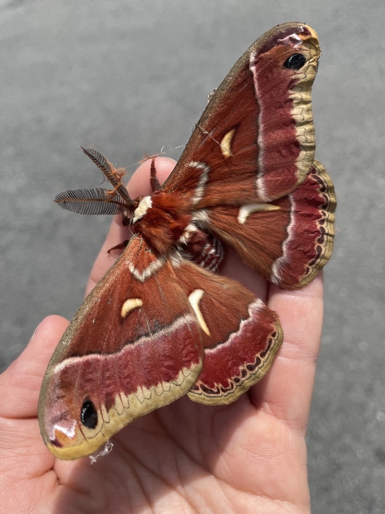 Hyalophora euryalus (Ceanothus Silk Moth), California species
