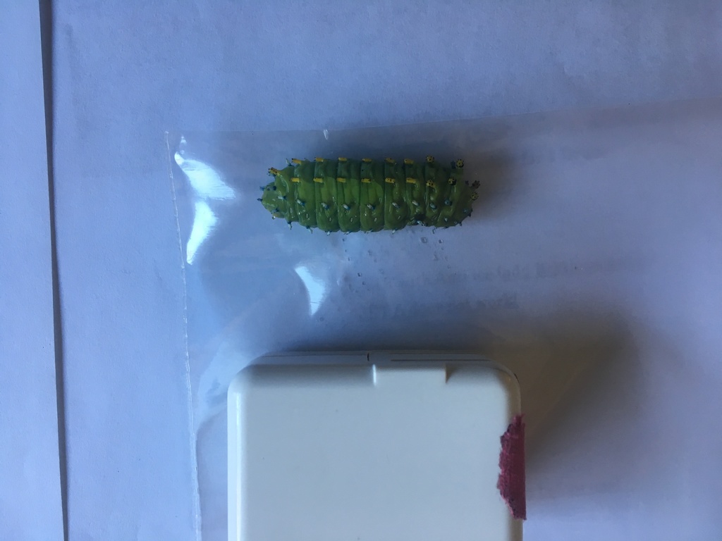 Hyalophora gloveri (Glover's Silkmoth), California species