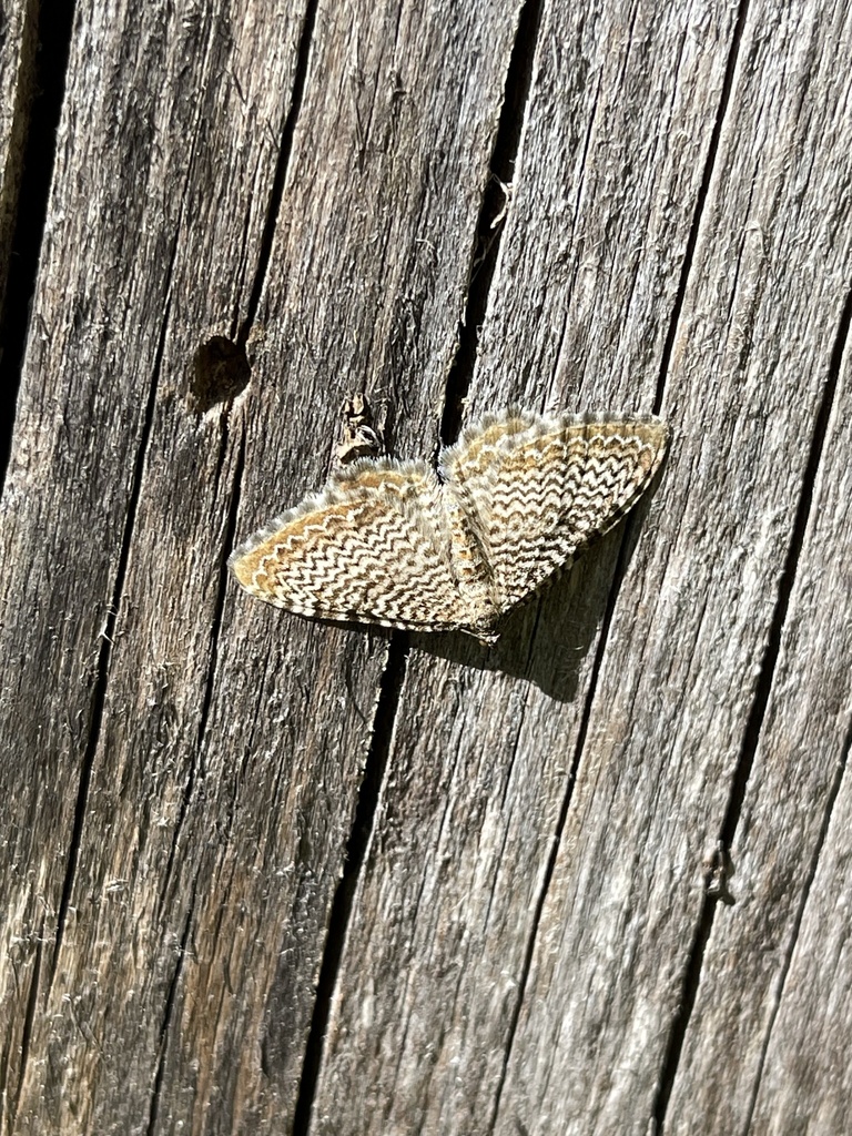 Hydria undulata (Scallop shell moth), California species