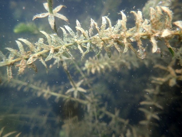 Hydrilla verticillata (Hydrilla), non-native California herb