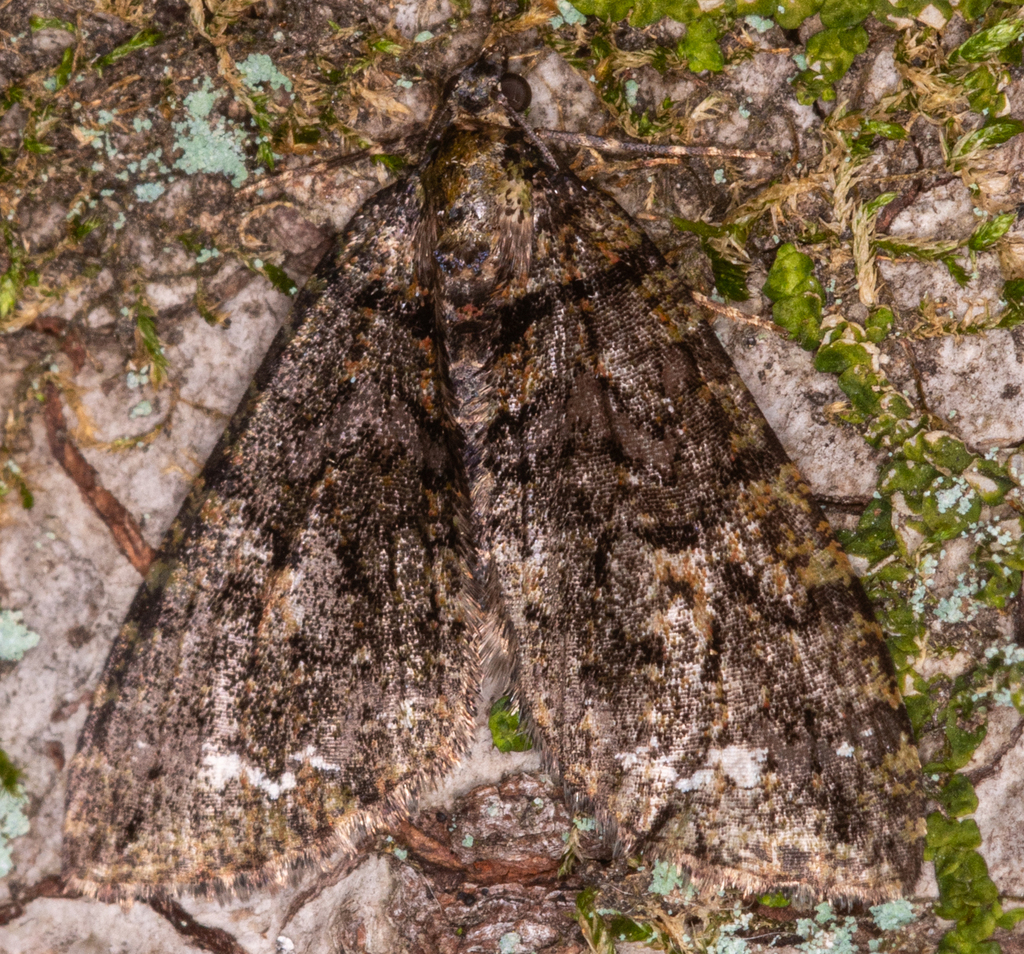 Hydriomena albifasciata, California species