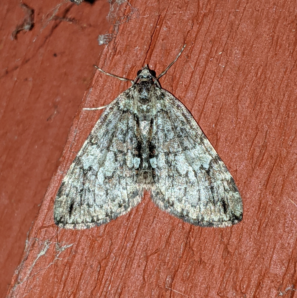 Hydriomena irata, California species