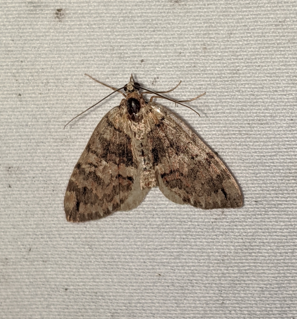 Hydriomena marinata (Marin Hydriomena), California species