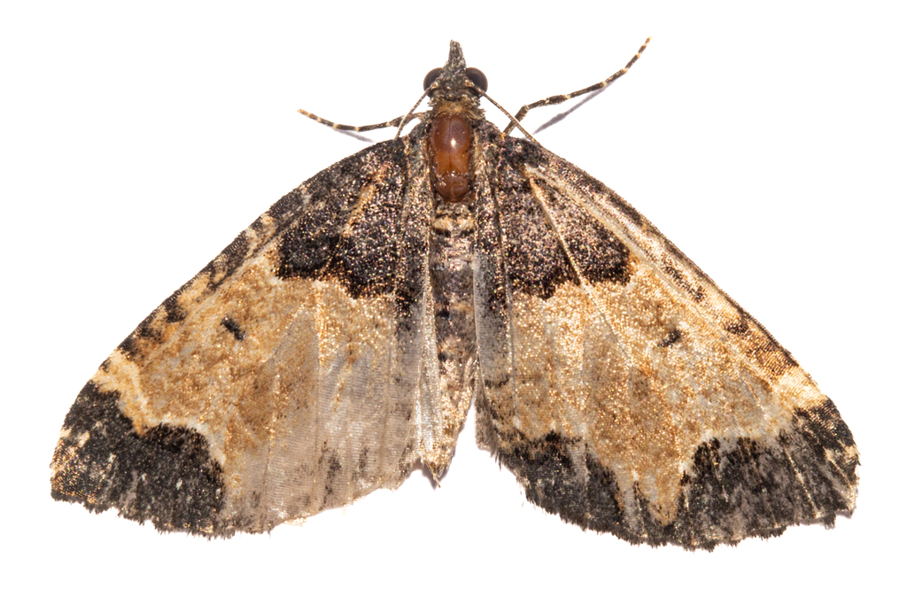 Hydriomena muscata, California species