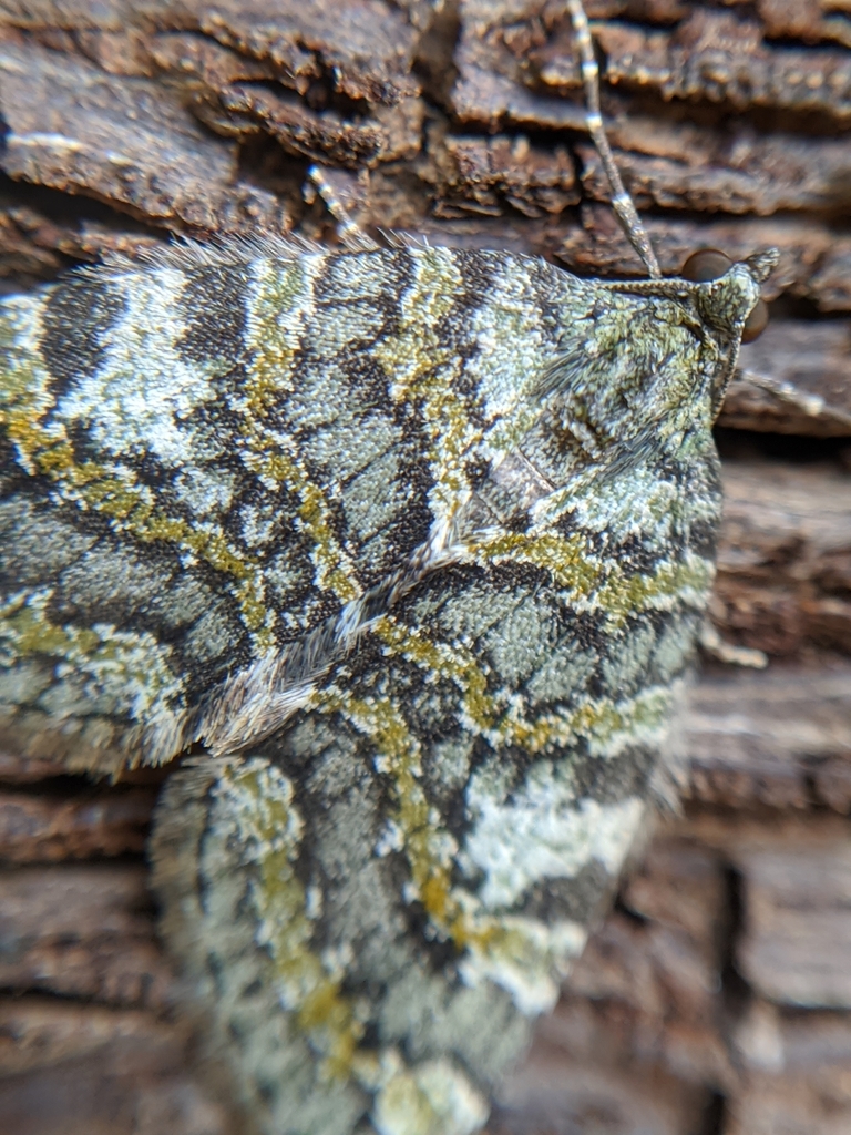 Hydriomena nubilofasciata (Oak Winter Highflier Moth), California species