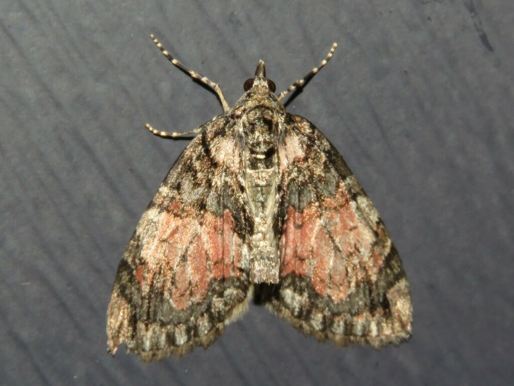 Hydriomena perfracta (Shattered Hydriomena), California species