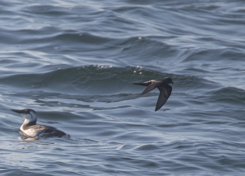 Hydrobates homochroa (Ashy Storm-petrel), California species