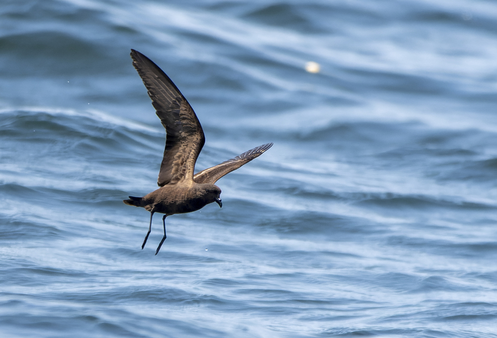Hydrobates melania (Black Storm-petrel), California species