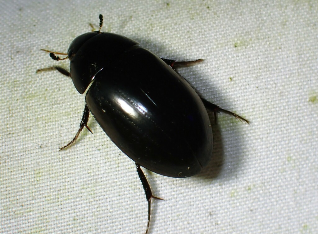 Hydrochara rickseckeri (Ricksecker's Water Scavenger Beetle), California species