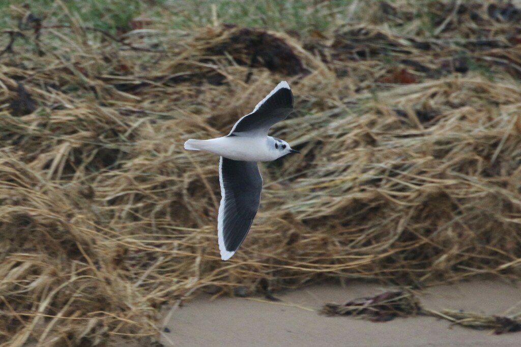 Hydrocoloeus minutus (Little Gull), California species