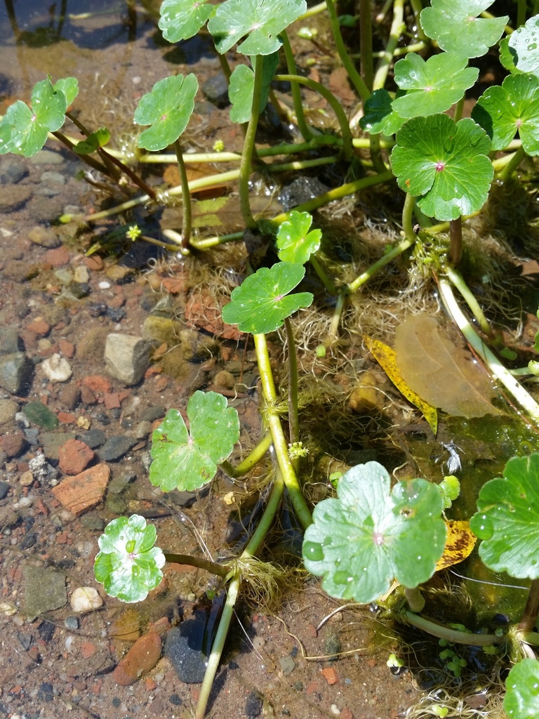 Hydrocotyle ranunculoides (Floating marsh pennywort), native California herb