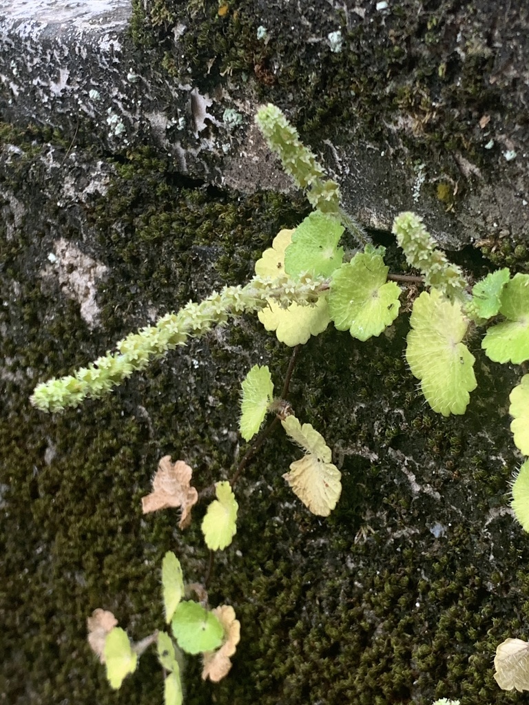 Hydrocotyle sp. (Marsh pennywort), native California perennial