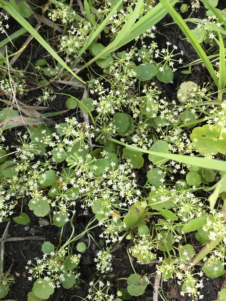 Hydrocotyle umbellata (Manyflower marshpennywort), native California herb