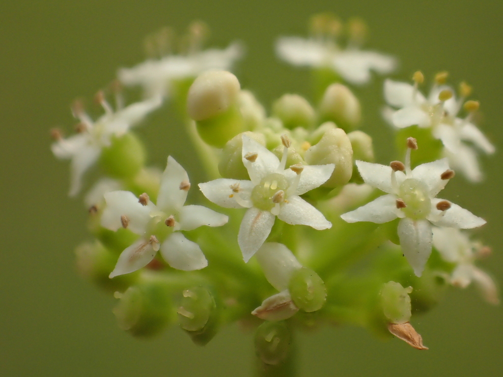 Hydrocotyle verticillata (Whorled marsh pennywort), native California herb