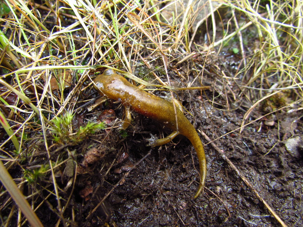 Hydromantes brunus (Limestone salamander), California species